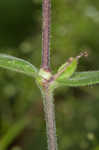 Bladder campion